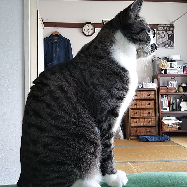 shinoさんの実例写真