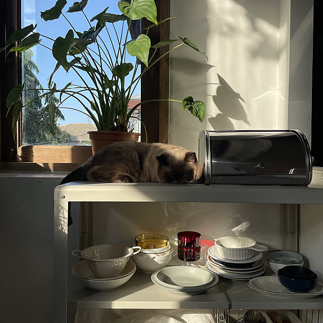 tththitii.のイケア-KOLBJÖRN コールビョーン シェルフユニット 室内/屋外用の家具・インテリア写真