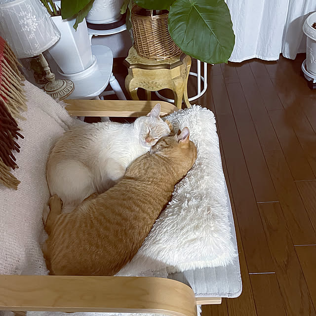 himetanさんの実例写真