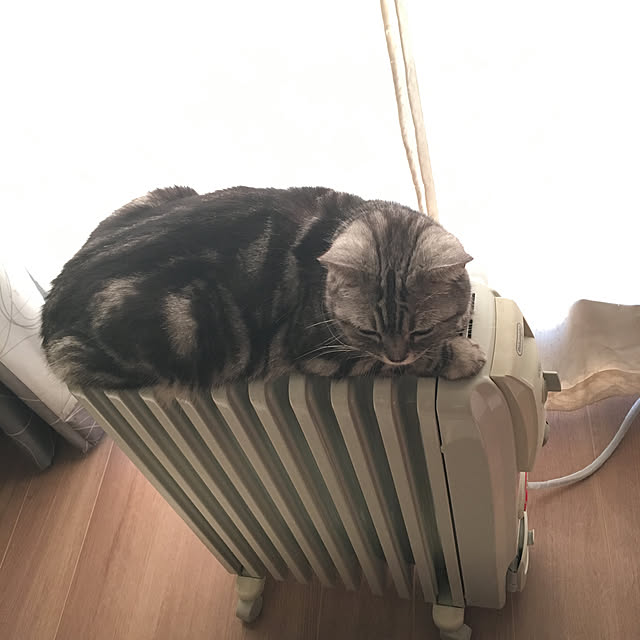mikomaruさんの実例写真