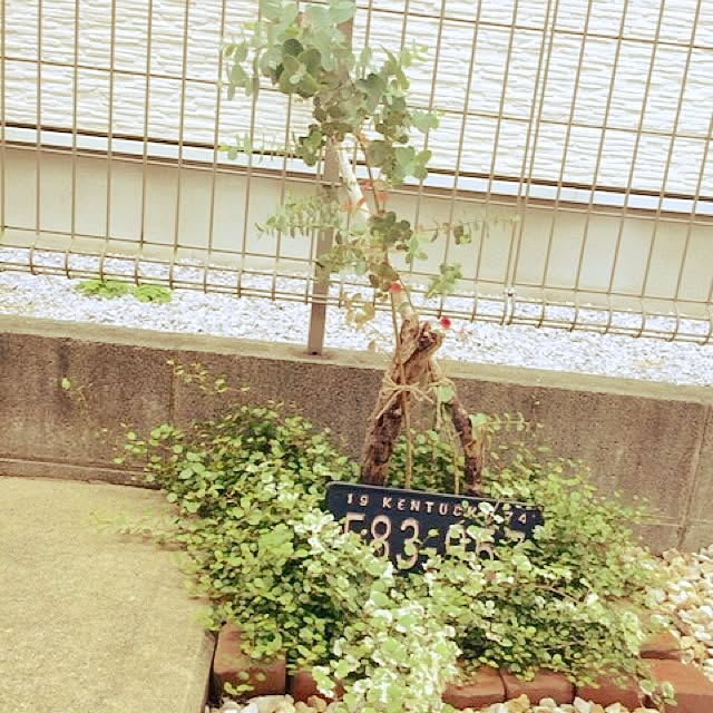 lottaさんの実例写真