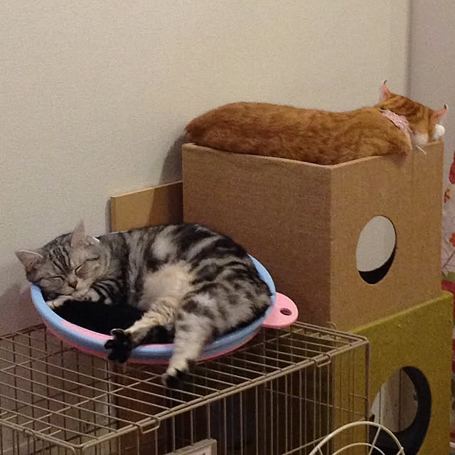 maronさんの実例写真