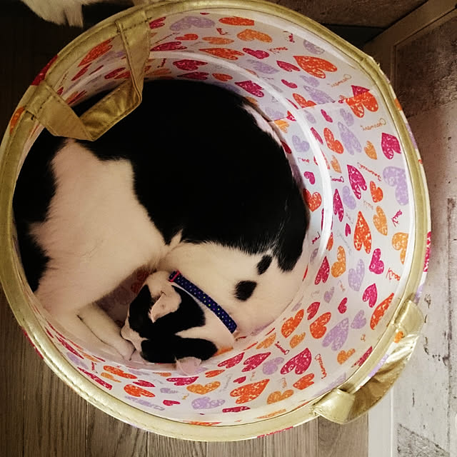 asuminさんの実例写真