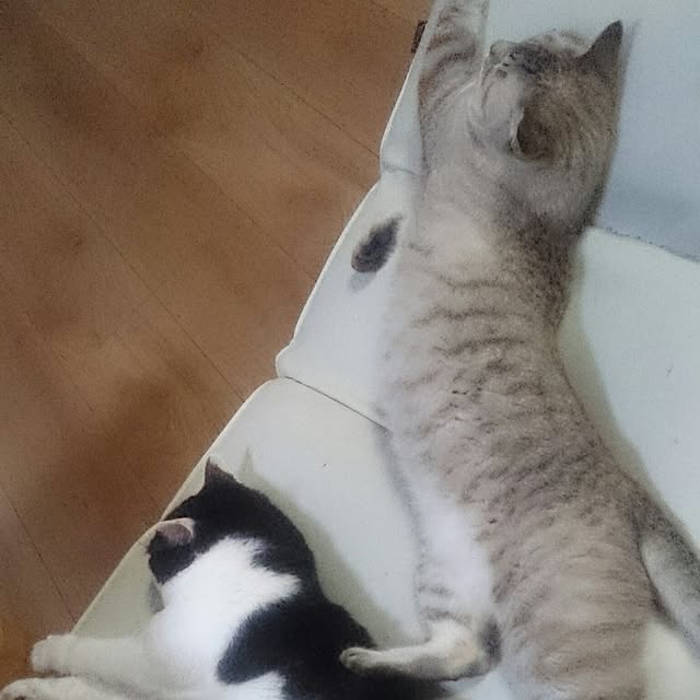 hoshiさんの実例写真