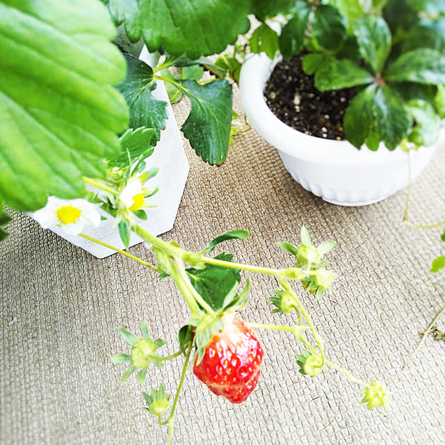 sawa.rararaさんの実例写真