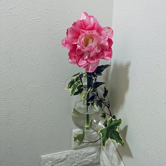 Shion+さんの実例写真