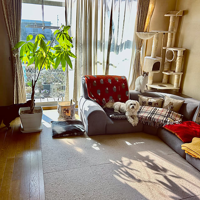 koti11さんの部屋