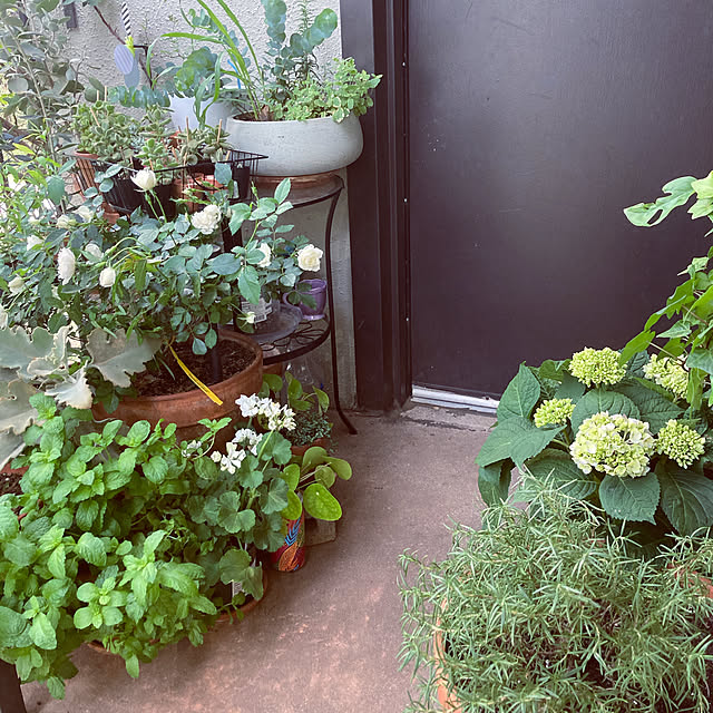 観葉植物/玄関/入り口のインテリア実例 - 2021-04-22 08:59:40
