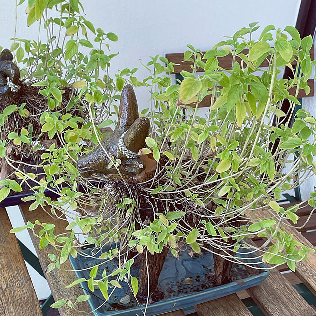 aureaさんの部屋