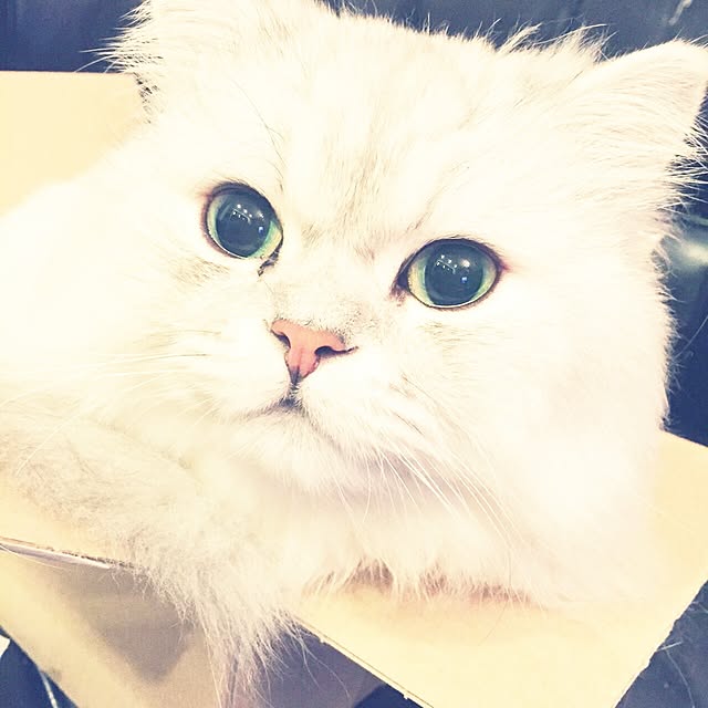 horurunさんの実例写真