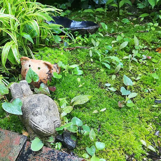 amanojakuさんの実例写真