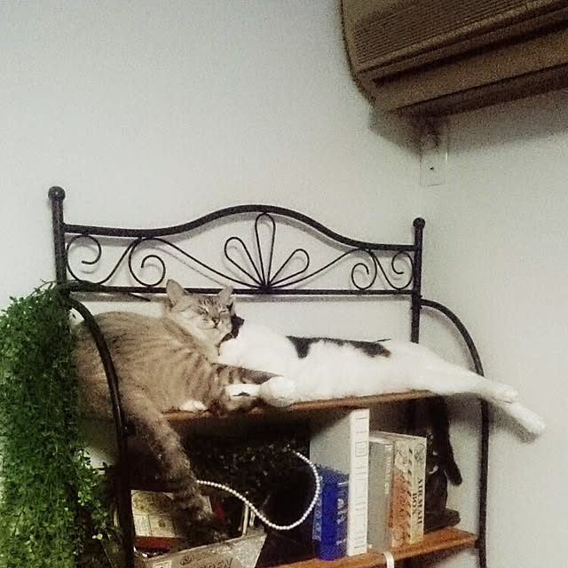 hoshiさんの実例写真