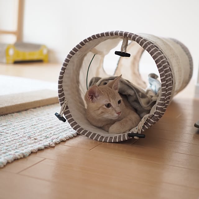 Chamさんの実例写真