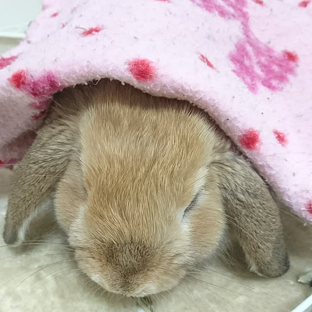 ruruさんの実例写真