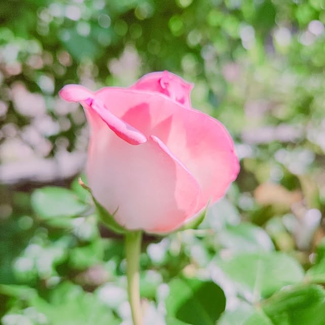 surviveさんの部屋
