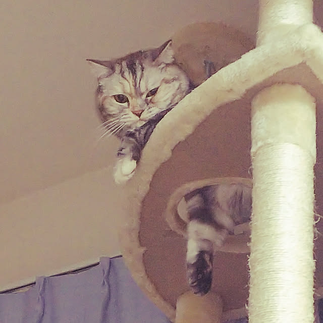 shioさんの実例写真