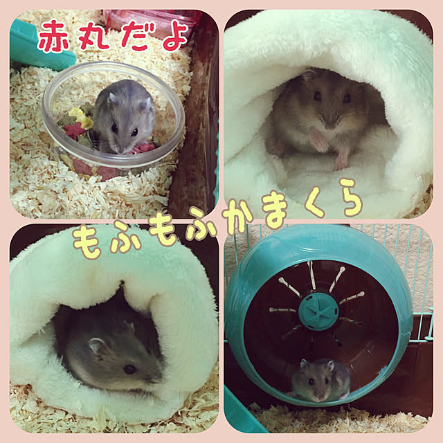 FUさんの実例写真
