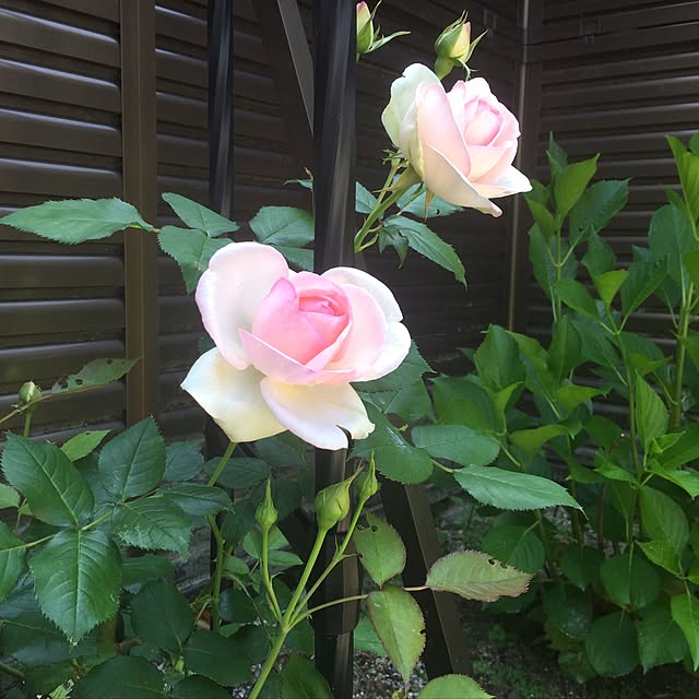 satomi0408さんの実例写真