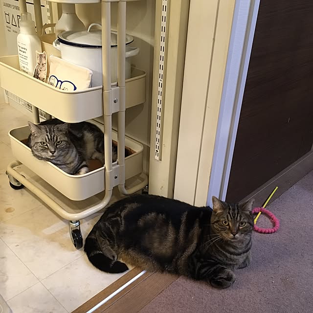 mikomaruさんの実例写真