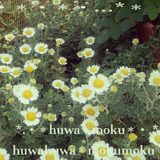huwahuwa.mokumokuさんの実例写真