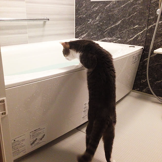 バス/トイレのインテリア実例 - 2019-06-20 23:47:08