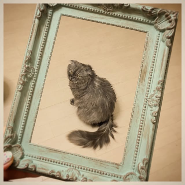 honohono-natsuさんの実例写真