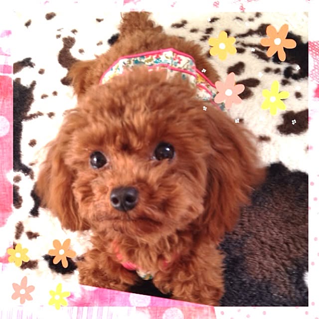 cocoさんの実例写真