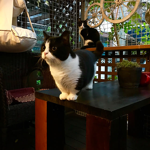 butachanさんの実例写真