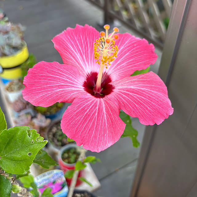 3setai_gurashiさんの実例写真
