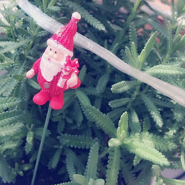 chiiさんの実例写真