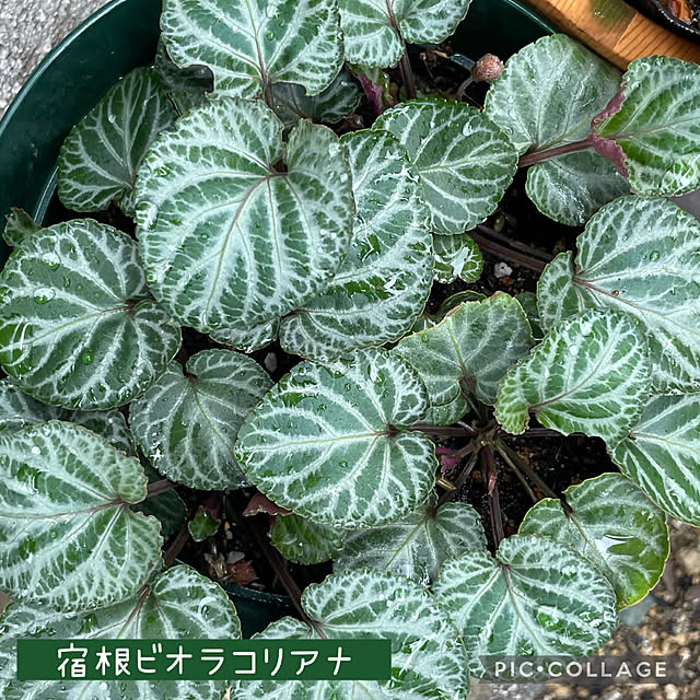 buchiさんの実例写真