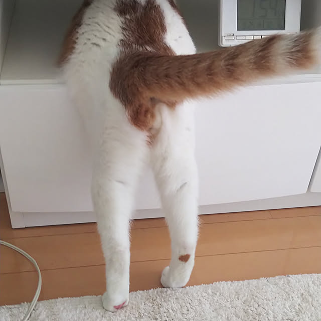 5nyansさんの実例写真