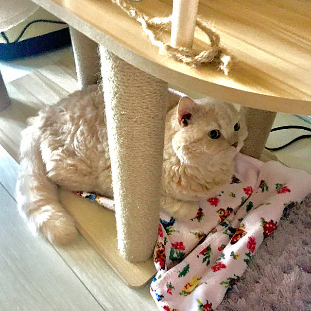 naokoさんの実例写真