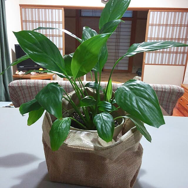 shinobo82さんの実例写真