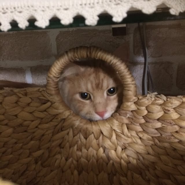 mikan0607さんの実例写真