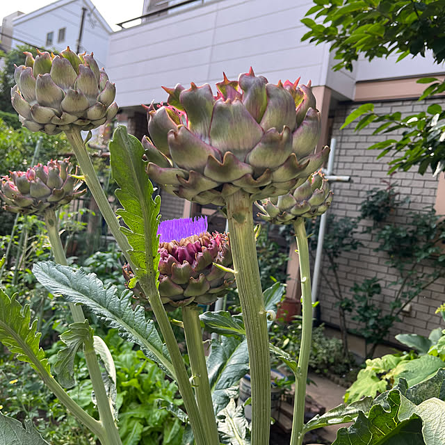 botanさんの部屋