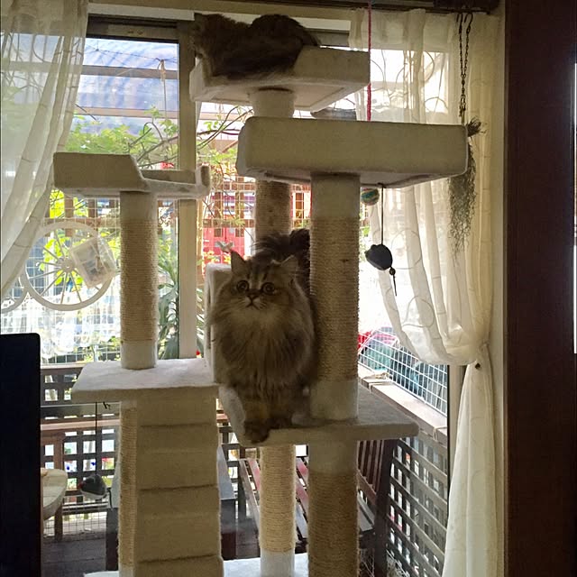 butachanさんの実例写真