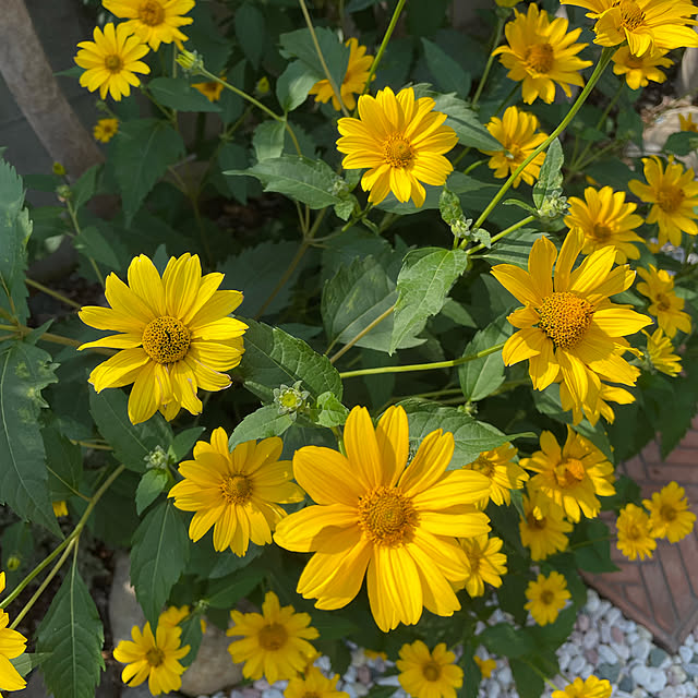 ronronさんの実例写真