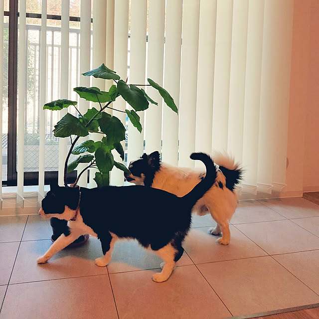 uco....7さんの実例写真