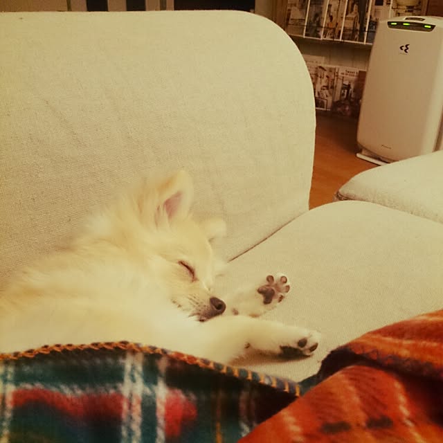 nicoco.さんの実例写真