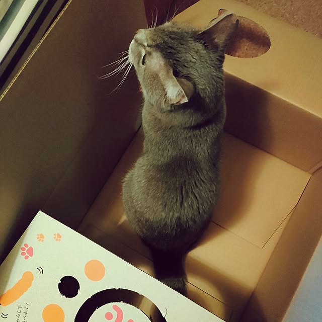 orca_cafeさんの部屋