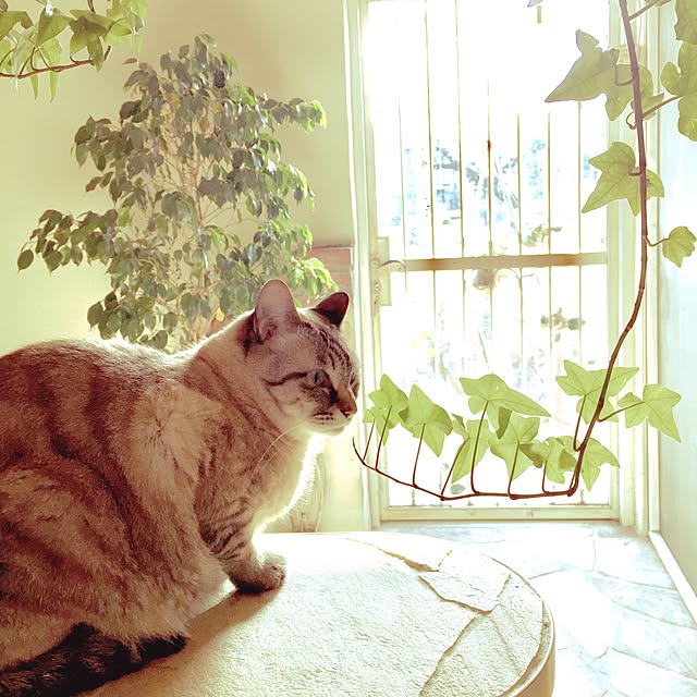 rosemaryさんの実例写真