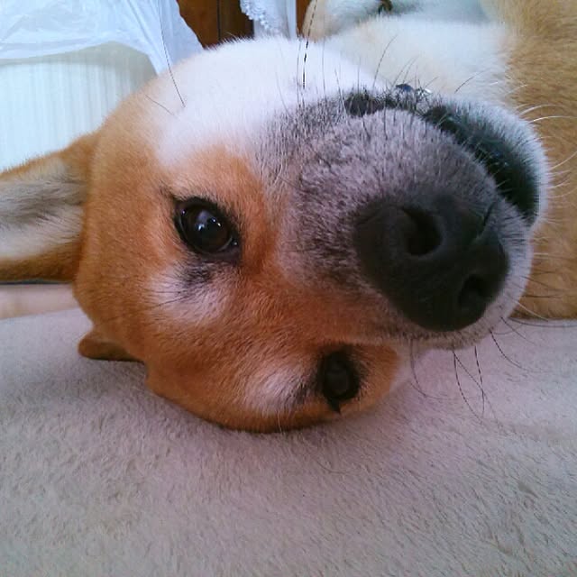 kotaさんの実例写真