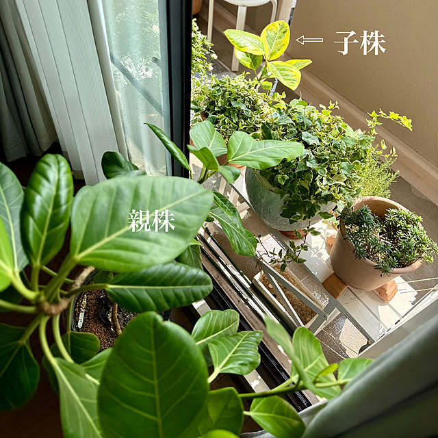 yasuyo66さんの部屋