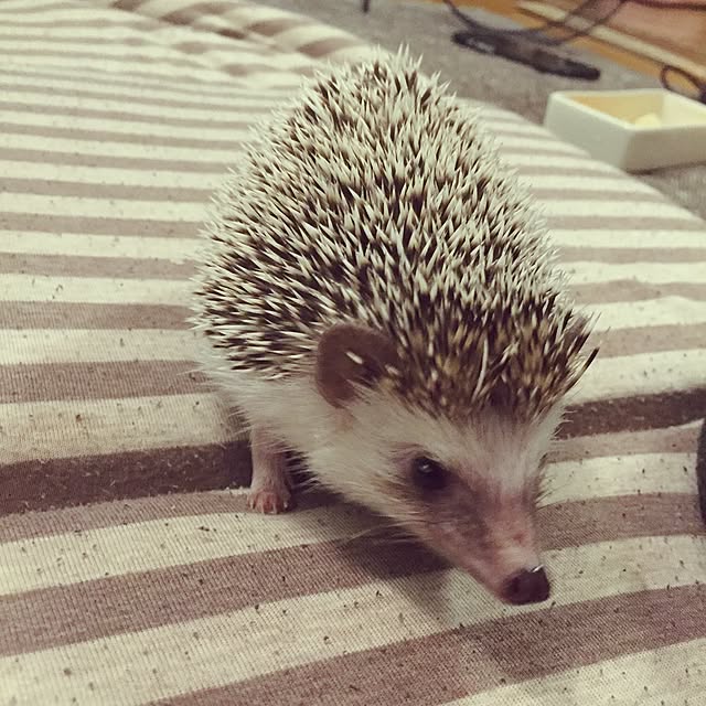 yu_kiさんの実例写真