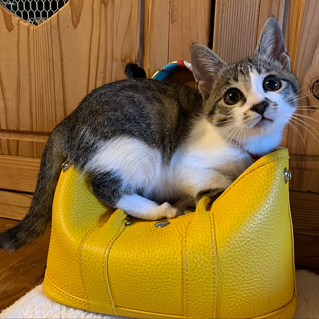 chamさんの実例写真