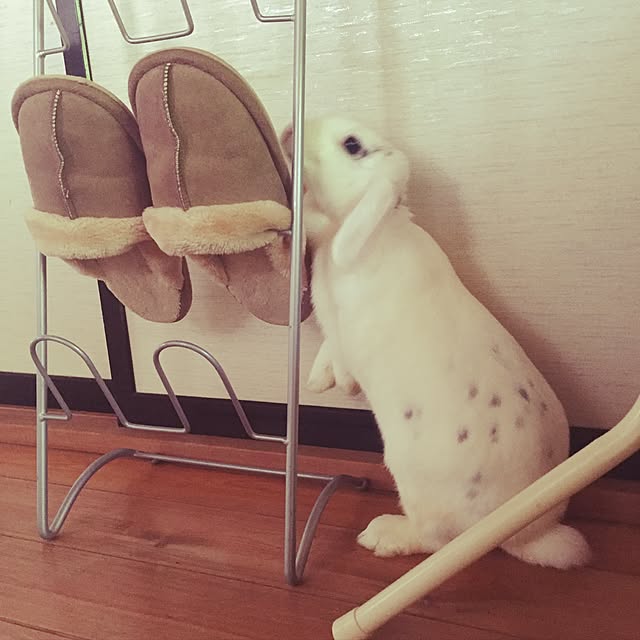 otukaresanさんの実例写真