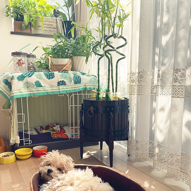 noinoi99さんの実例写真