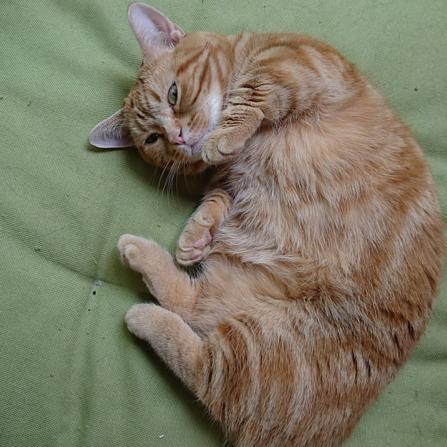 shinobuさんの実例写真