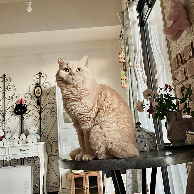 naokoさんの実例写真